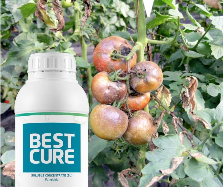 control-de-Phytophtora-infestans-y-Erwinia-spp