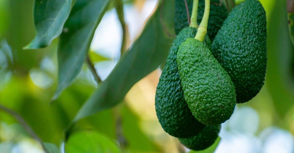 Estrategias para el cuajado del aguacate