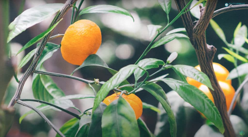 Infecciones en los cultivos