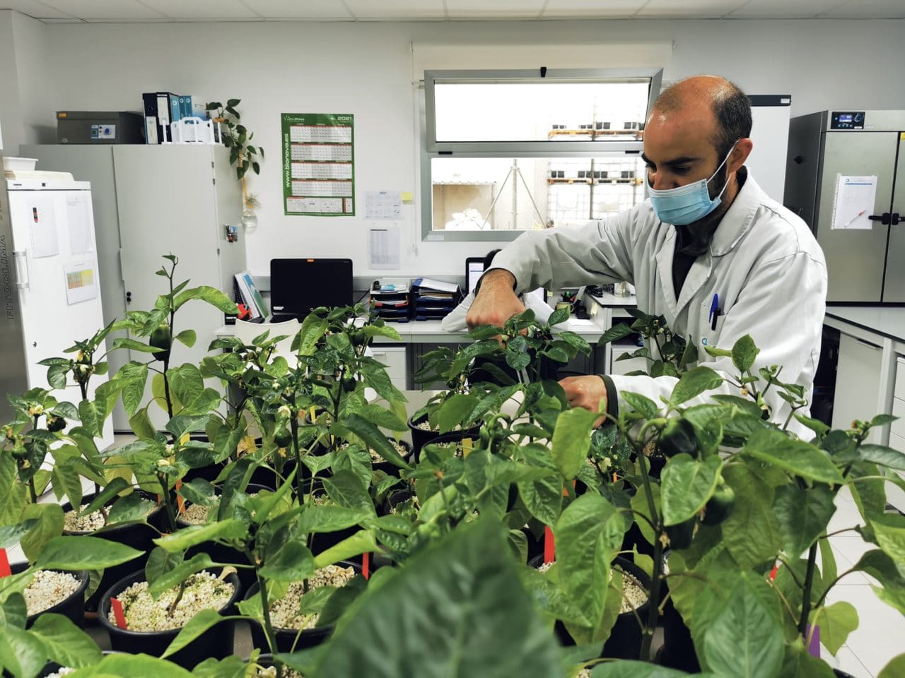 Agricultural Biostimulants: uses, advantatges and future - Futureco
