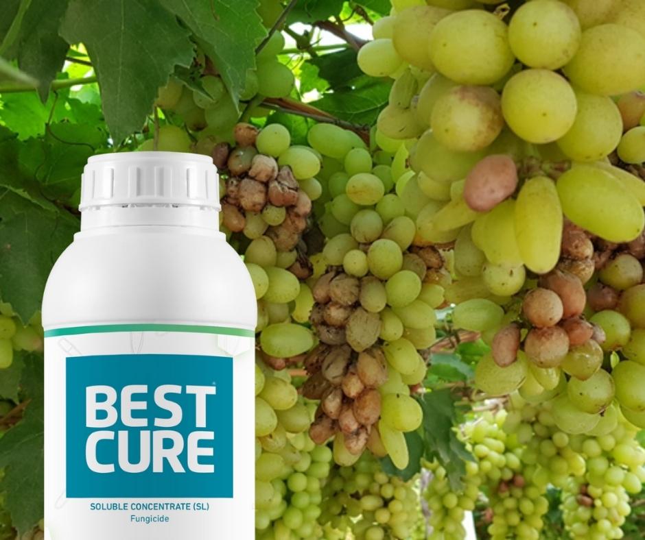 Bestcure-controls-acid-rot-acetobacter-aceto-in-grapevine