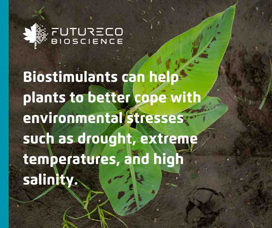 Agricultural Biostimulants: how nature's solutions can improve crop yield.