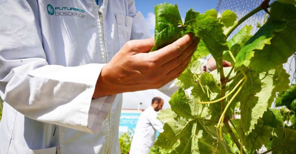 Futureco_Bioscience_lidera_los_avances_en_control_biologico