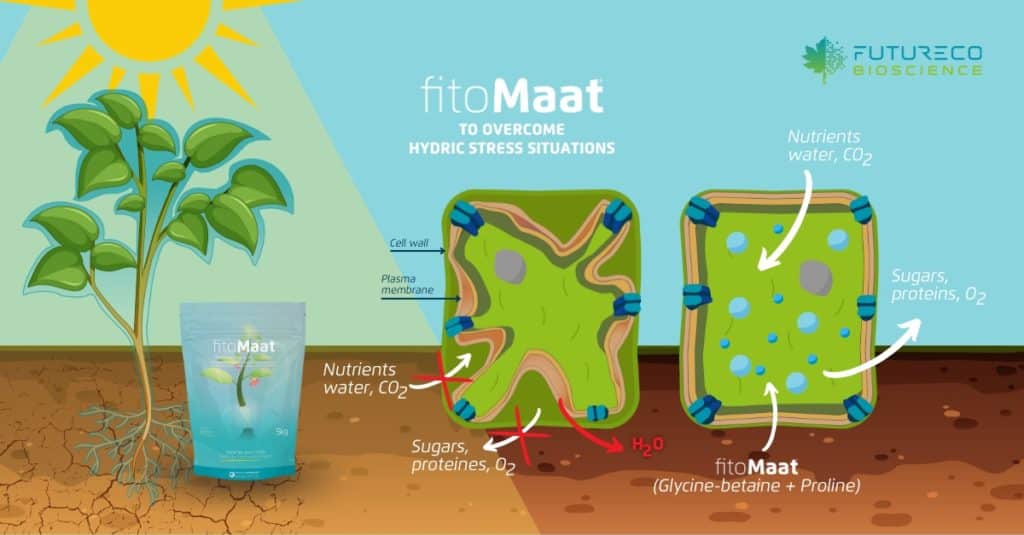 Fitomaat_Climate_Smart_Agriculture