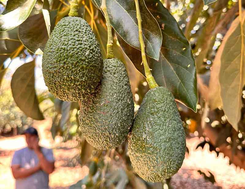 Como-evitar-el-golpe-de-sol-en-el-aguacate
