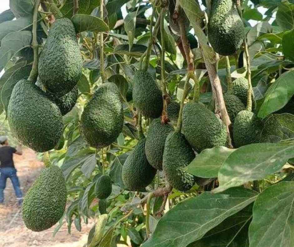 Evita-el-estrés-hídrico-del-aguacate