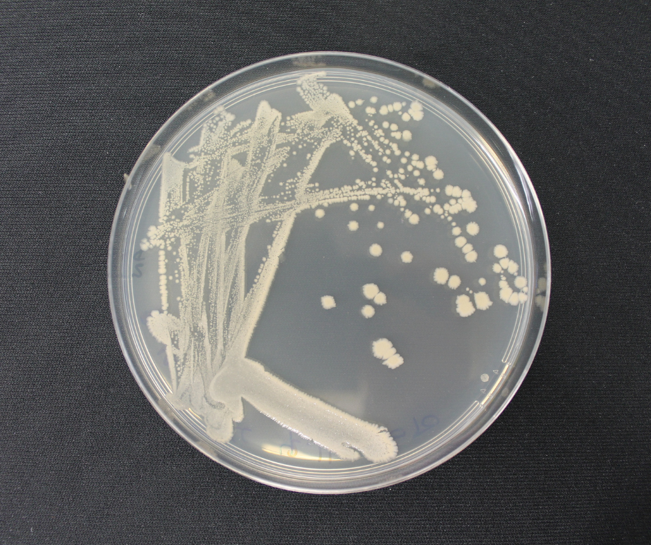 B410-nematicida-Futureco-Bioscience