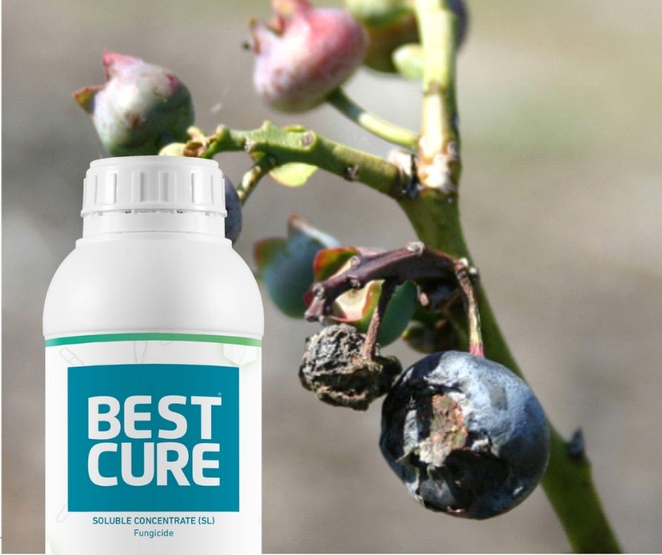 BESTCURE-controls-Botrytis-in-blueberries