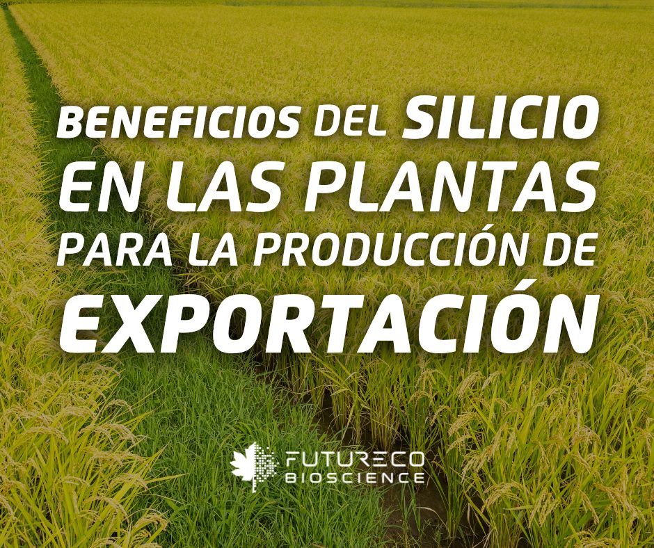 Beneficios-del-silicio-en-las-plantas-para-la-produccion-de-exportacion
