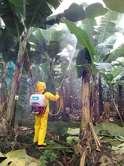 Aplicacion-RutaStar-para-el-control-de-la-Sigatoka-Negra