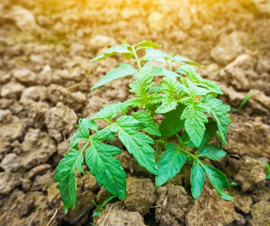 biostimulant-pour-le-stress-hydrique- chez-les-plantes