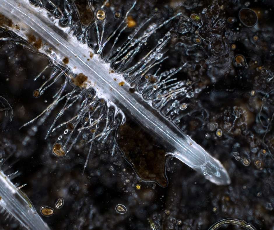 Comment-ameliorer-le-systeme-radiculaire-des-plantes