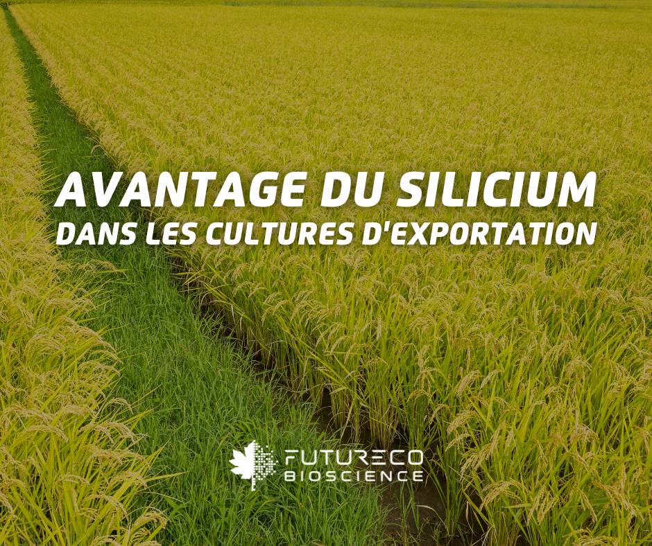 Avantage-du-silicium-dans-les-cultures-dexportation