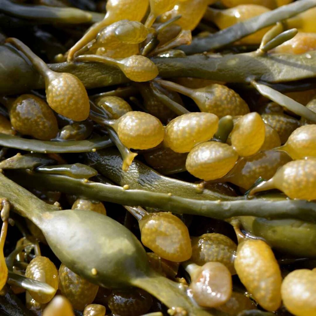 Biostimulants-a-base-d-extraits-d-algues