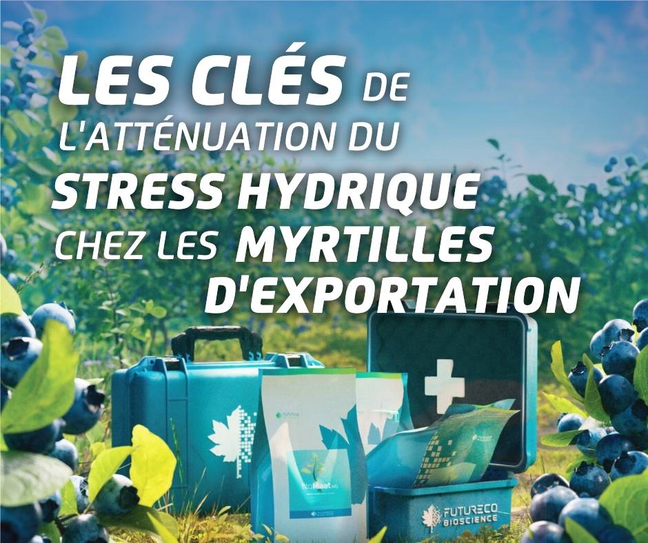 stress-hydrique-chez-les-myrtilles