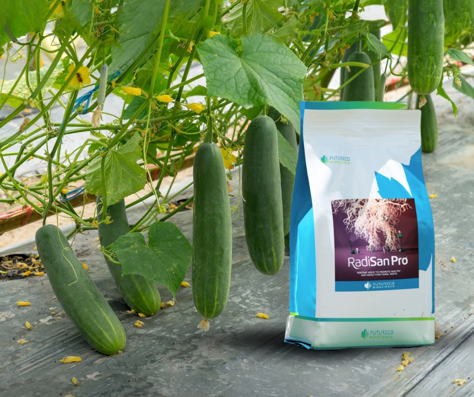 Cómo-mejorar-la-productividad-en-hortalizas-el-poder-oculto-de-las-raíces