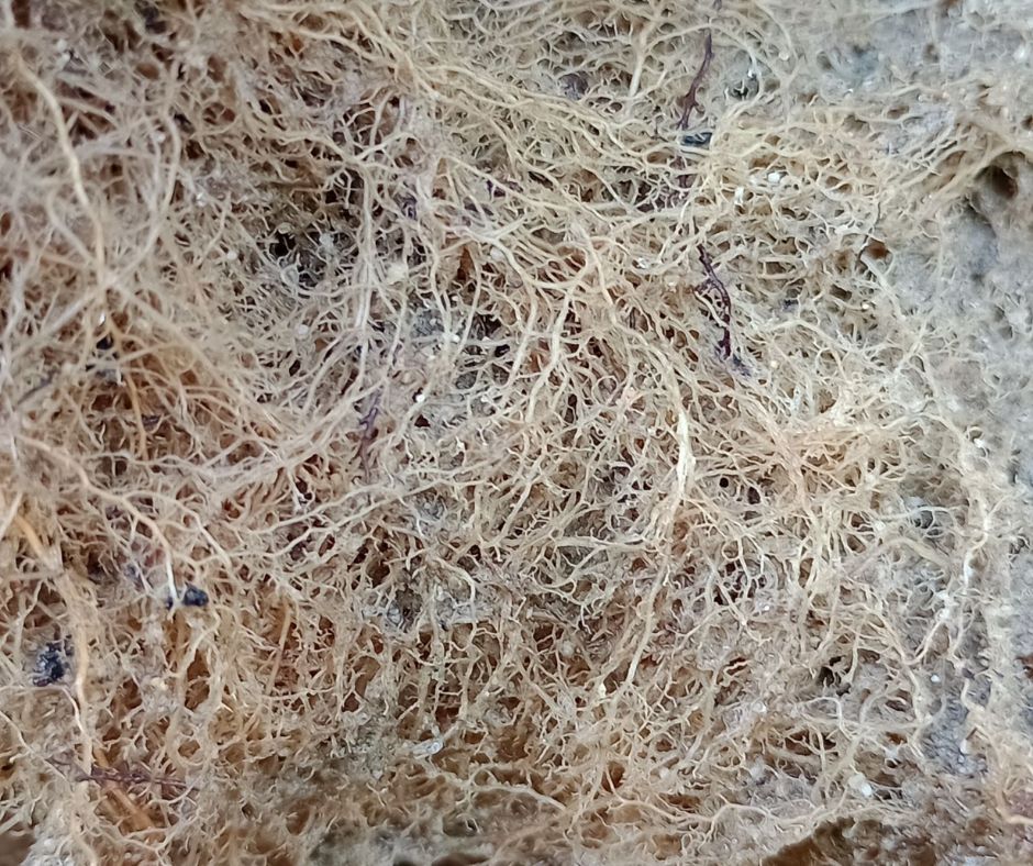 Las-raices-del-arandano-claves-para-la-productividad-del-cultivo