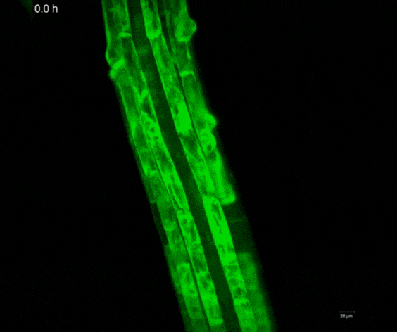 RadiSan-Pro-para-el-desarrollo-radicular-y-maximizar-la-productividad