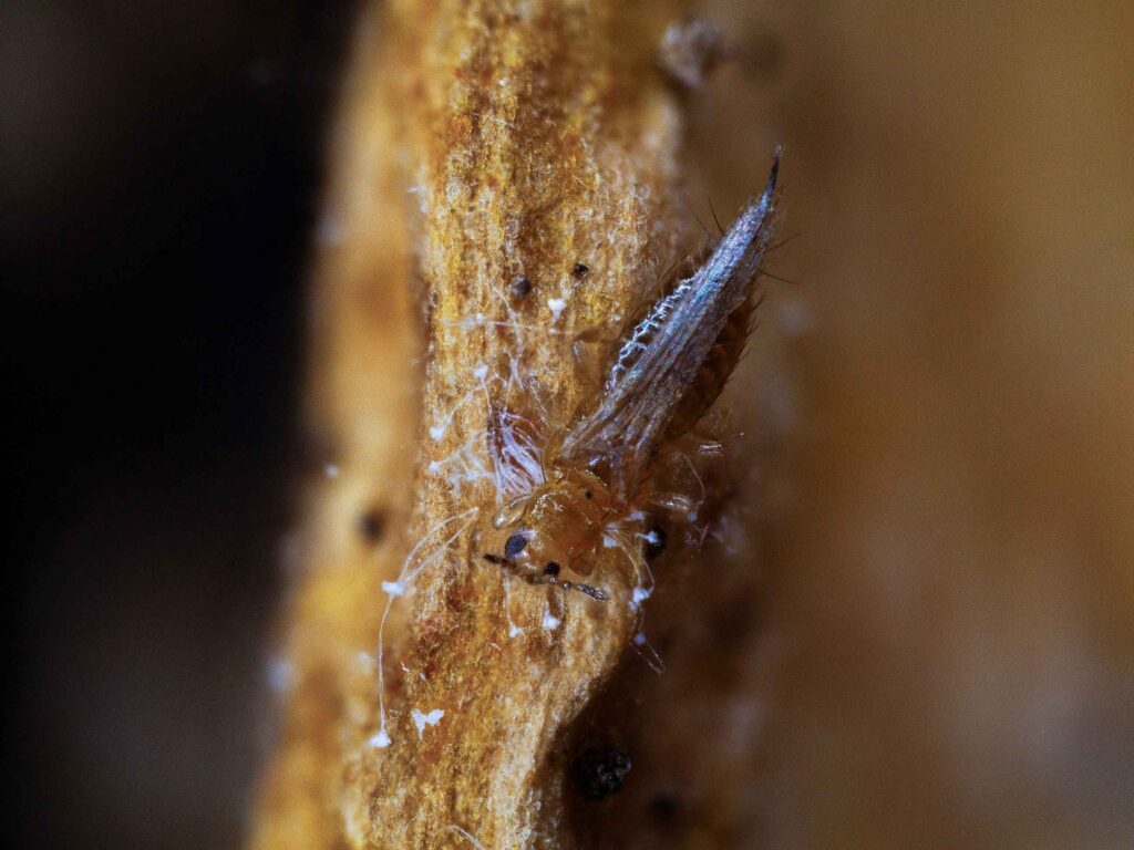 Thrips infected with Cordyceps fumosorosea