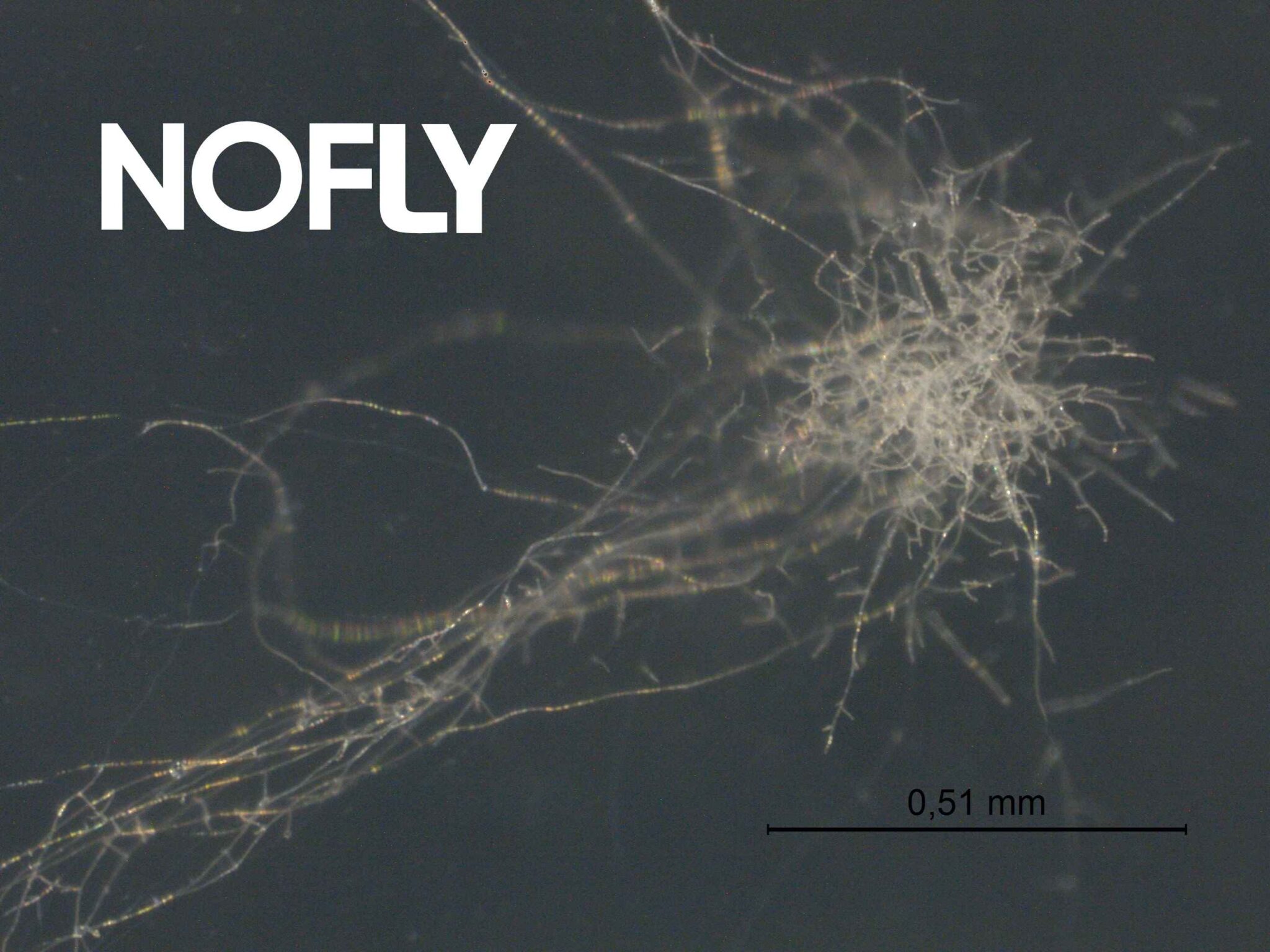 Biofungicide Quality Control: Interview with Juan González