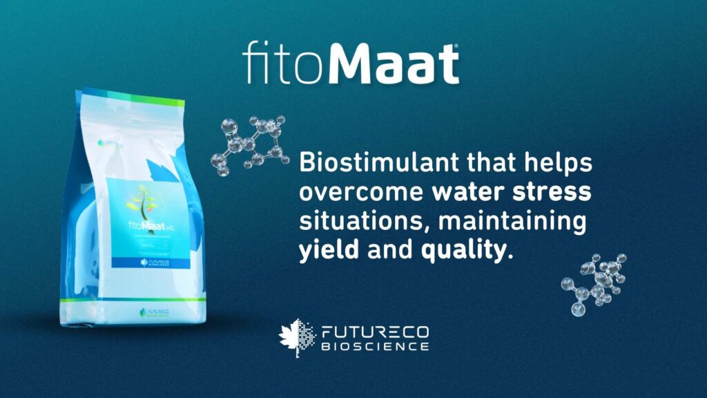 Fitomaat-Glycine-betaine-Proline