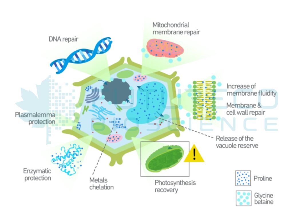 Glycine-betaine-proline-in-response-to-cell-stress