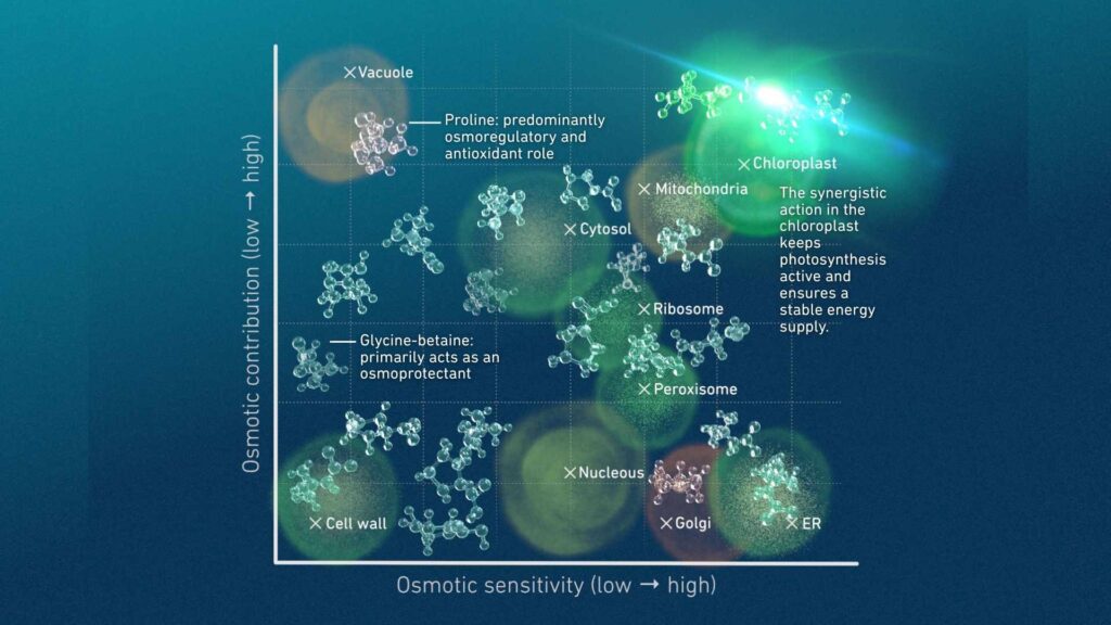 How-Glycine-Betaine-and-Proline-Help-Plants-Overcome-Water-Stress