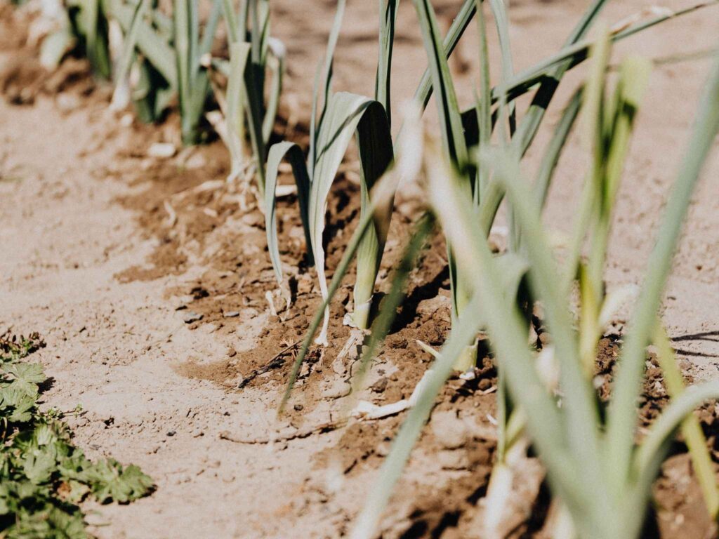 Water-Stress-in-Plants