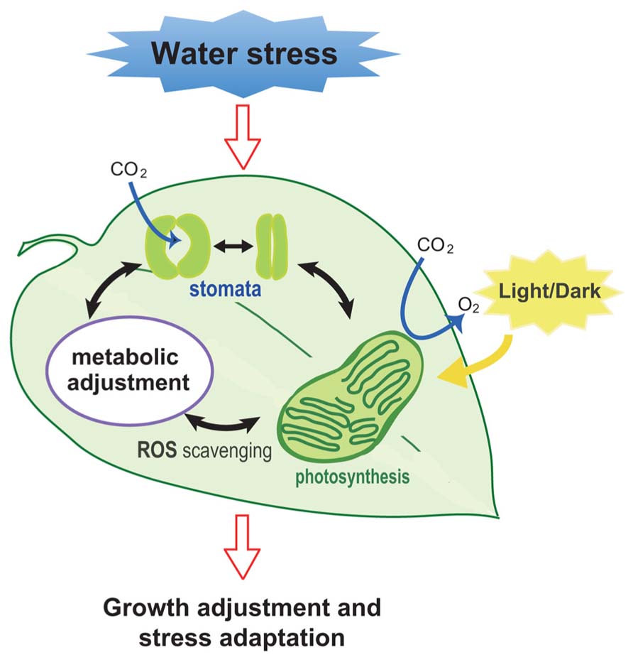 Diagram showing how water stress in plants reduces photosynthesis and increases oxidative stress