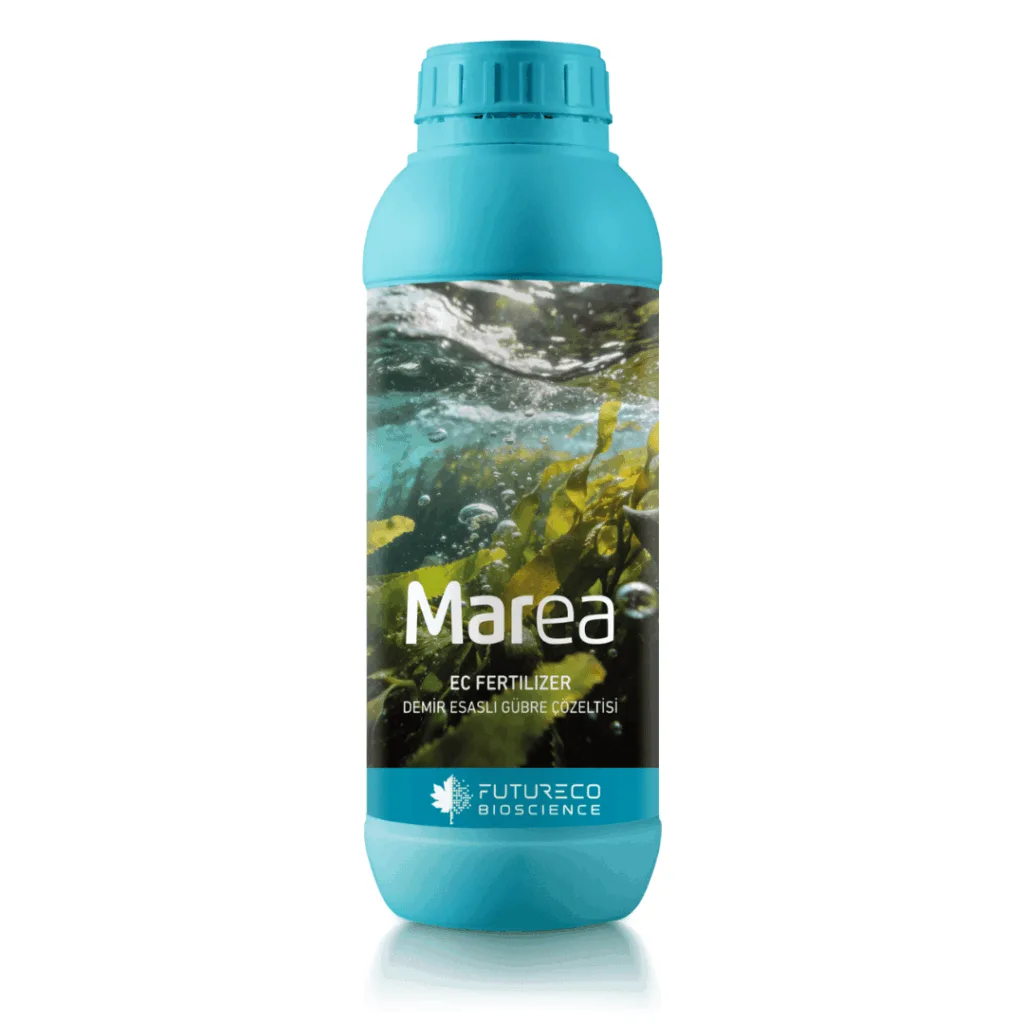 Marea