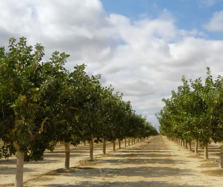 Bioestimulacion-para-optimizar-el-cultivo-de-pistacho-en-2026