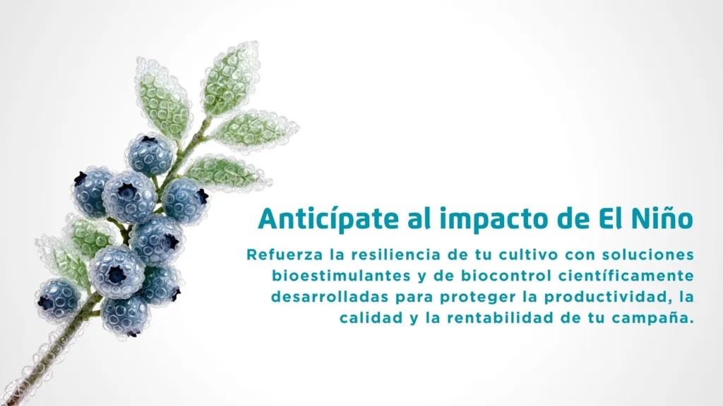 El Fenómeno de El Niño en la producción agrícola: bioestimulación para mitigar el estrés climático