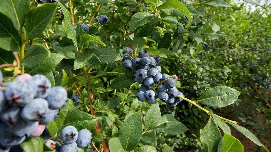 Manejo del arándano frente al Fenómeno de El Niño