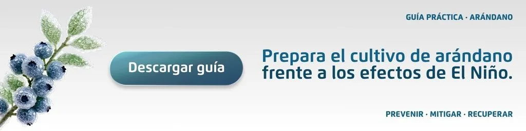 Guia-Practica-para-el-cultivo-de-arandano-frente-a-El-Nino