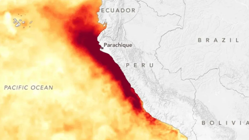 Manejo del arándano frente al Fenómeno de El Niño