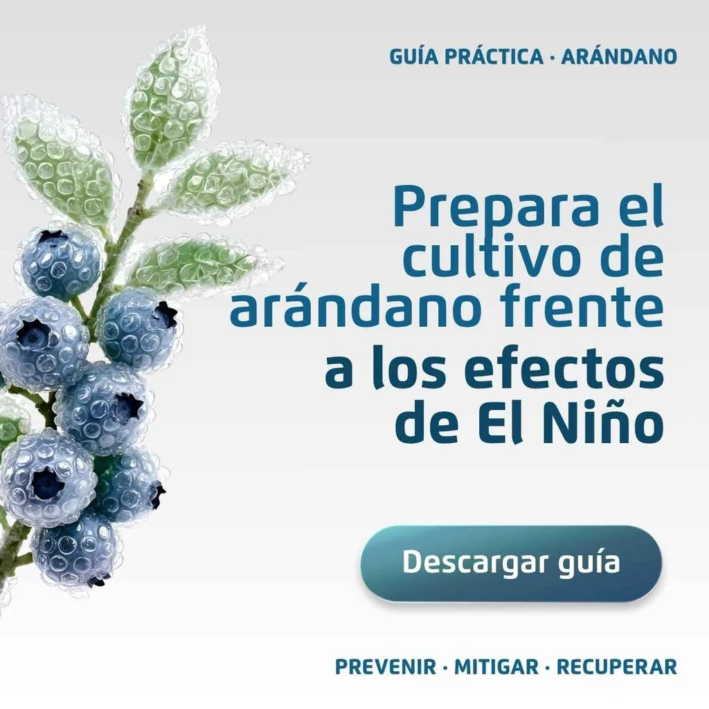 Manejo del arándano frente al Fenómeno de El Niño