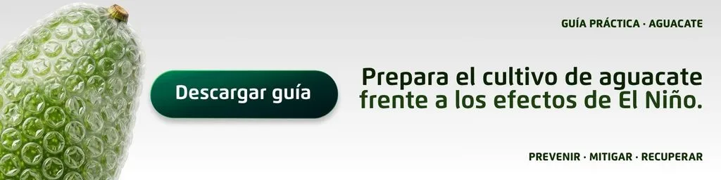Manejo del aguacate frente al Fenómeno de El Niño: claves para adaptar el cultivo