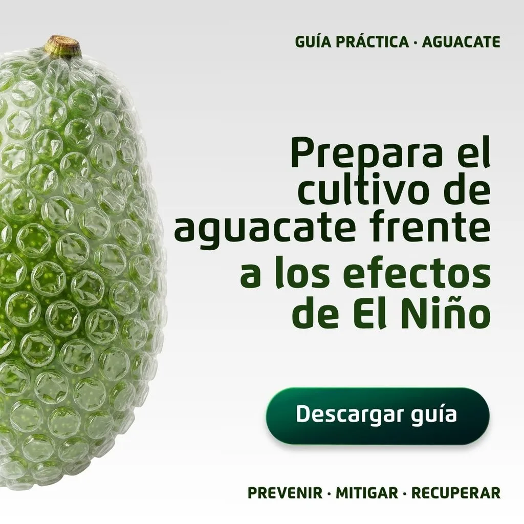 Descarga-la-guia-para-preparar-el-cultivo-de-banano-frente-a-los-efectos-de-El-Nino
