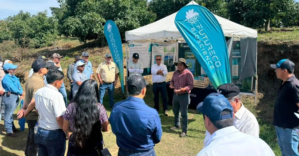 Manejo del aguacate frente al Fenómeno de El Niño: claves para adaptar el cultivo