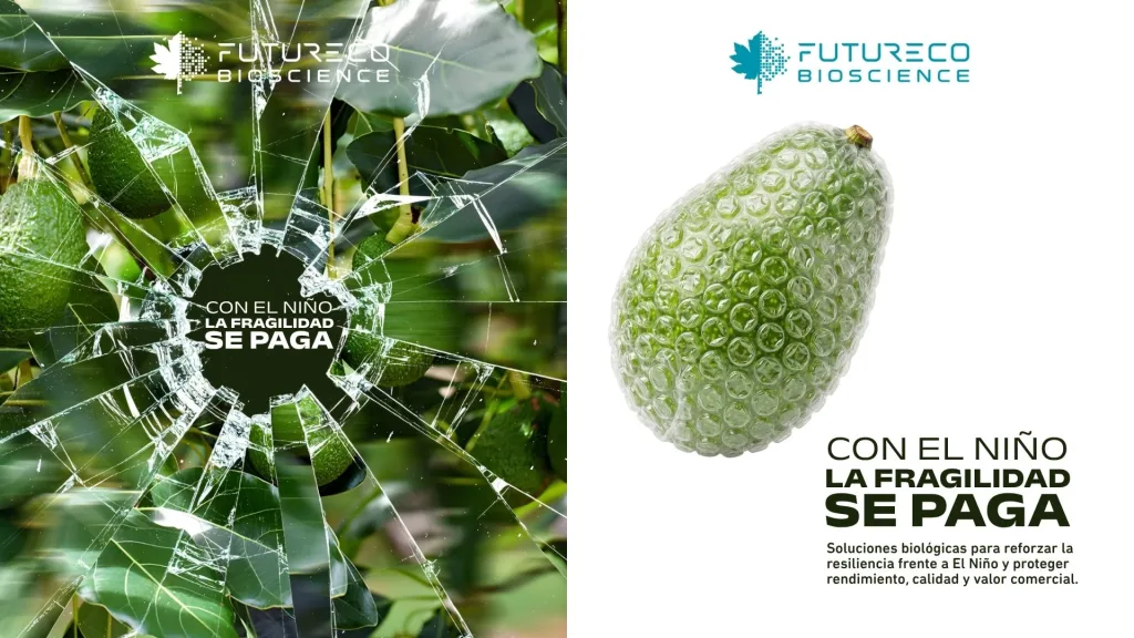 Manejo-del-aguacate-frente-al-Fenómeno-de-El Niño