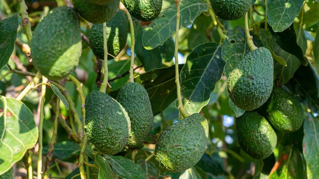 Manejo del aguacate frente al Fenómeno de El Niño: claves para adaptar el cultivo