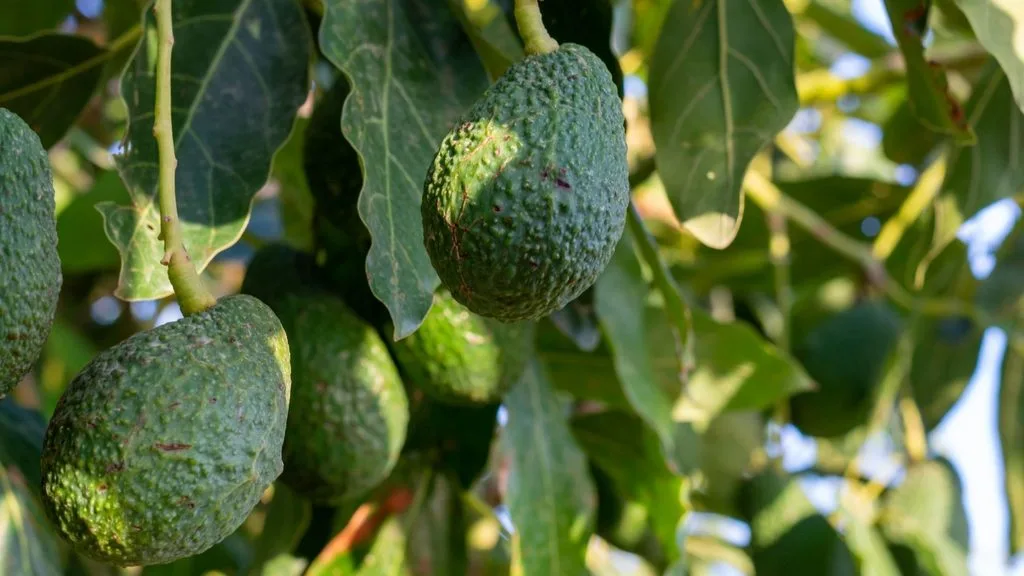 Manejo del aguacate frente al Fenómeno de El Niño: claves para adaptar el cultivo