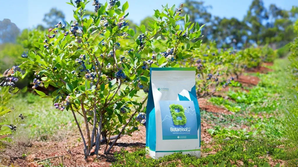 Bioestimulación en arándano frente al estrés: cómo sostener la continuidad productiva