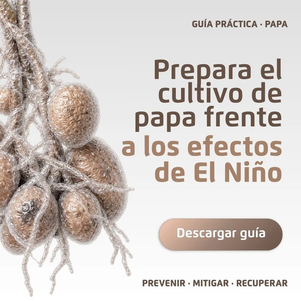 Descarga-la-guia-para-preparar-el-cultivo-de-papa-frente-a-los-efectos-de-El-Nino