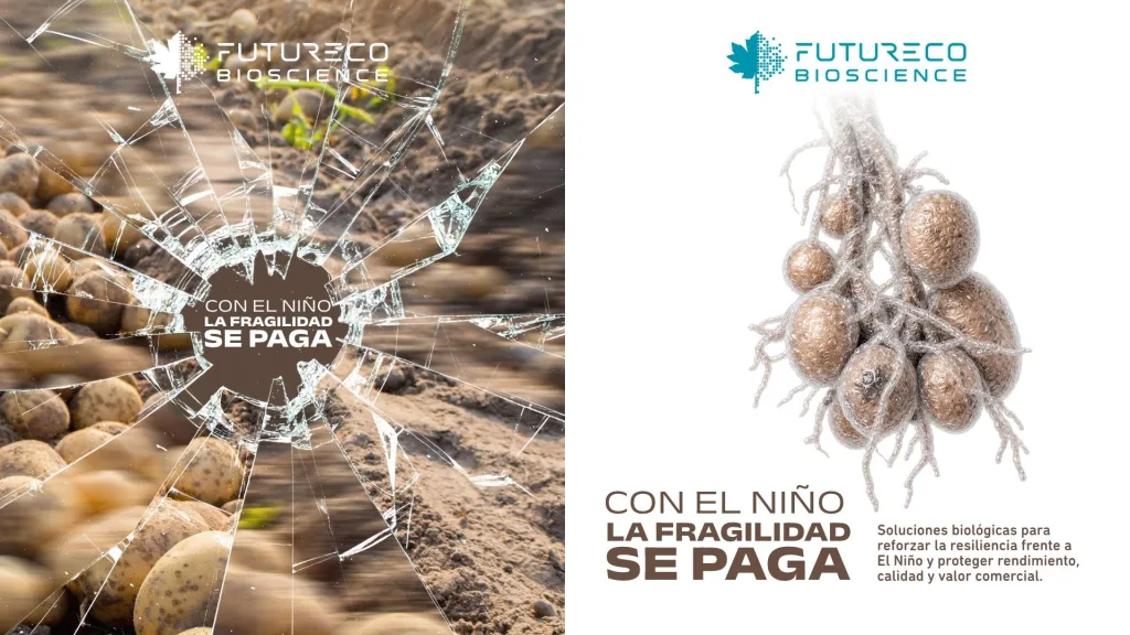 manejo-de-la-papa-frente-al-Fenomeno-de-El-Nino