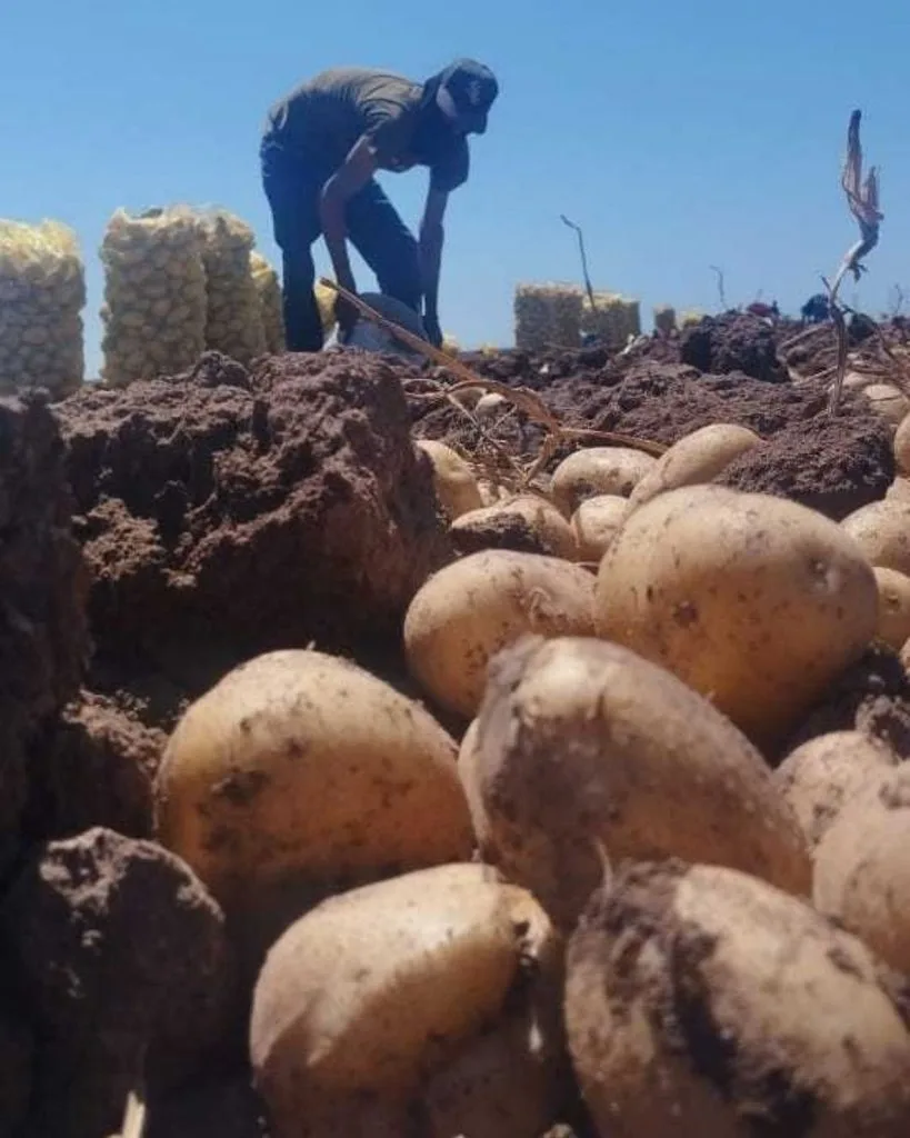 Manejo de la papa frente al Fenómeno de El Niño: claves para proteger la tuberización y la calidad