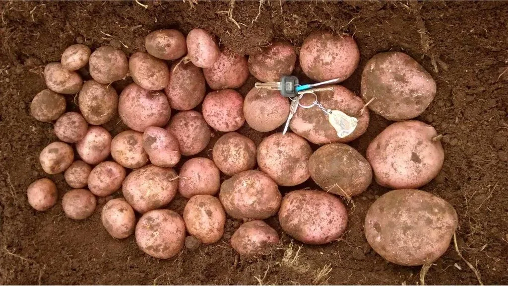 El-manejo-de-la-papa-frente-al-Fenómeno-de-El Niño-papas-cosechadas