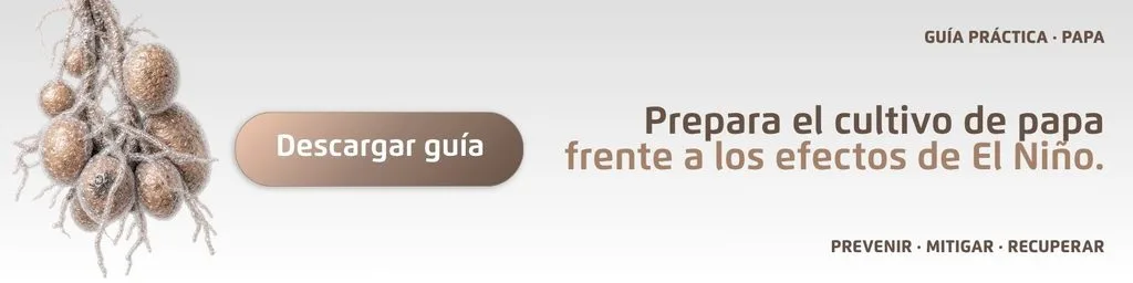 Manejo de la papa frente al Fenómeno de El Niño: claves para proteger la tuberización y la calidad