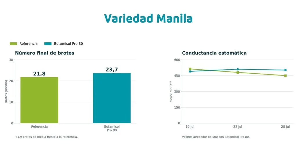Variedad-Manila-Botamisol-Pro-80-en-arandano-frente-al-estres-como-sostener-la-continuidad-productiva