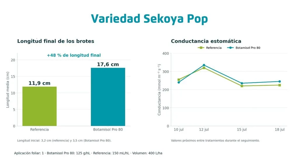 Variedad-Sekoya-Pop-Botamisol-Pro-80-en-arandano-frente-al-estres-como-sostener-la-continuidad-productiva